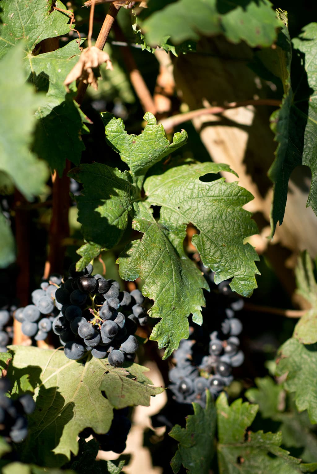 bild på Shiraz/syrah – Australien och Nya Zeeland